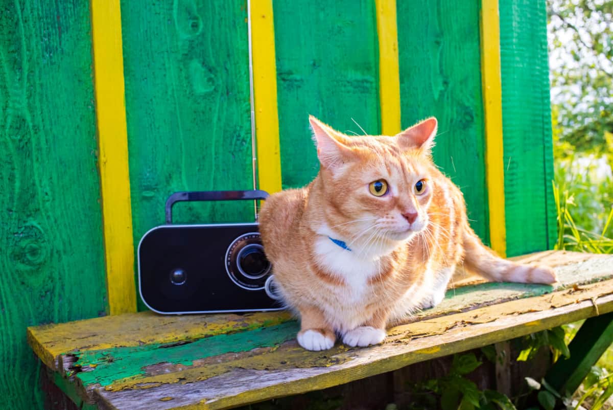 Red cat sitting on a bench in the garden and listening to the radio