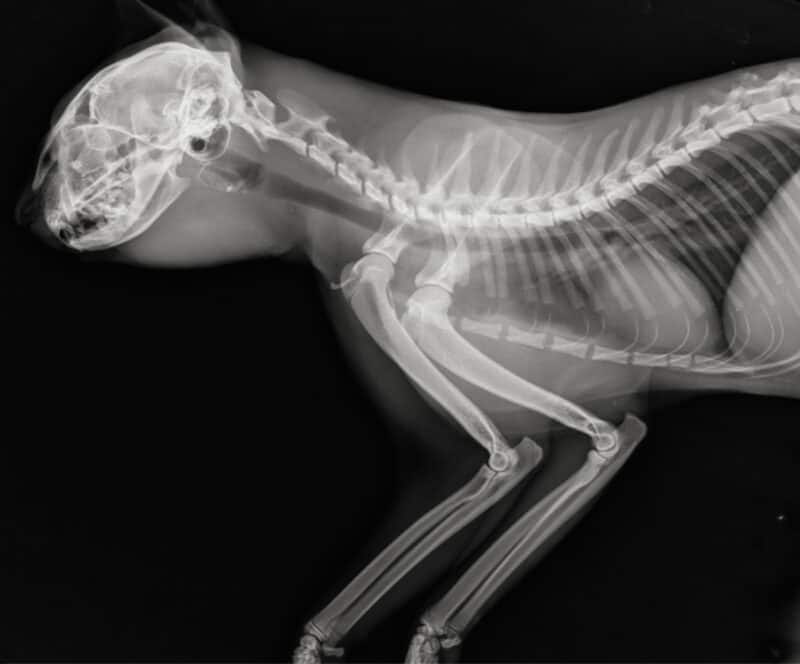 Feline head neck and chest x ray