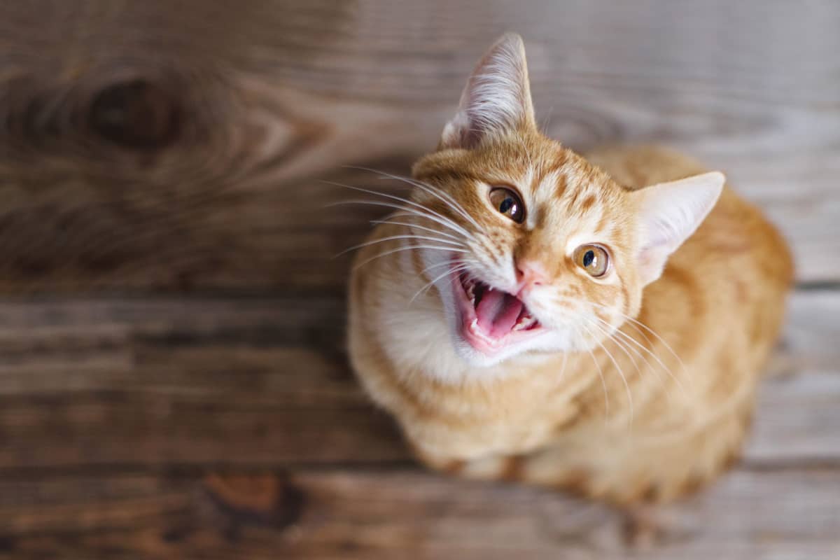 Ginger tabby young cat sitting on a wooden floor looks up and meows -  health benefits of living with a cat