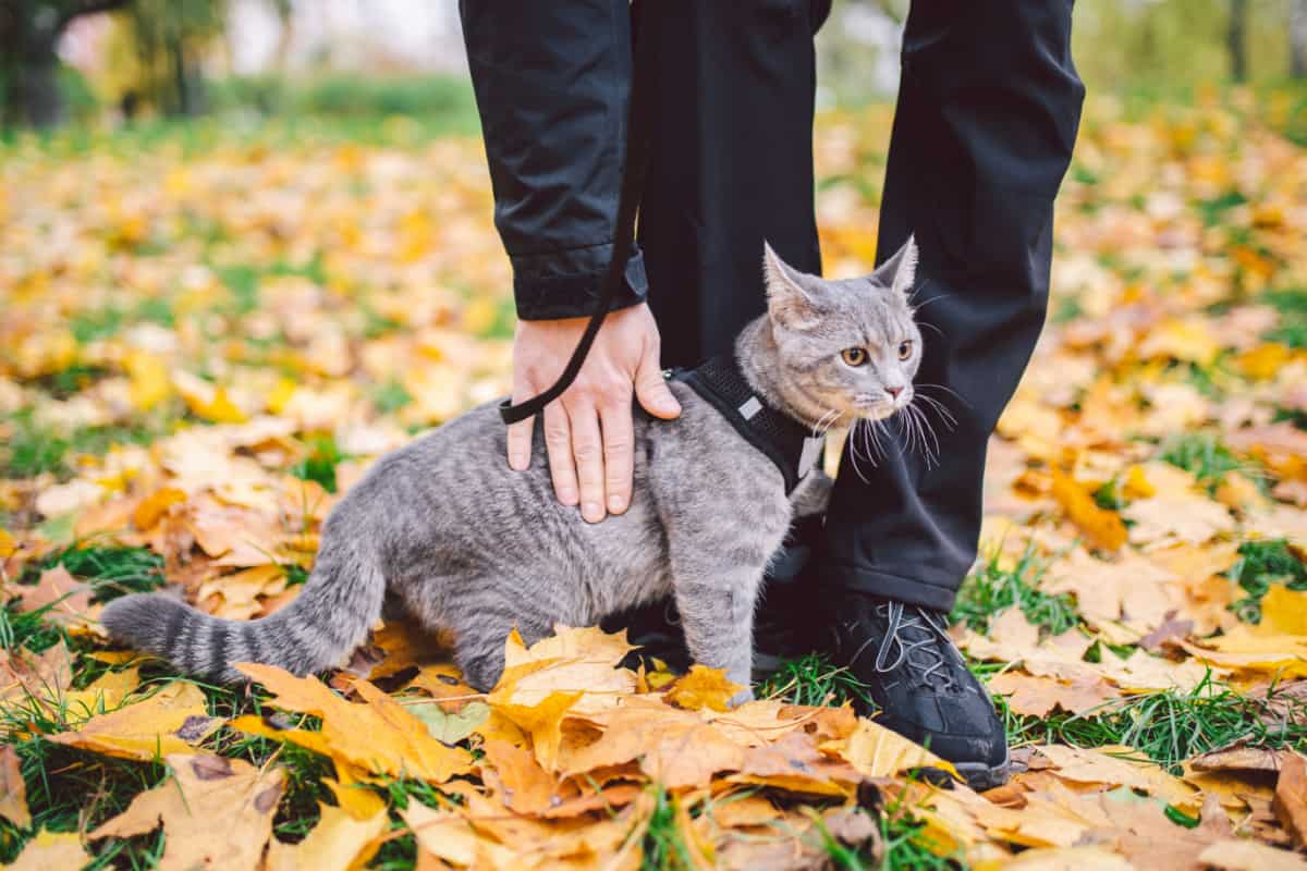 Primer plano de las piernas de un dueño masculino y un gato gris con correa en el parque: entrenamiento con arnés y correa para gatos