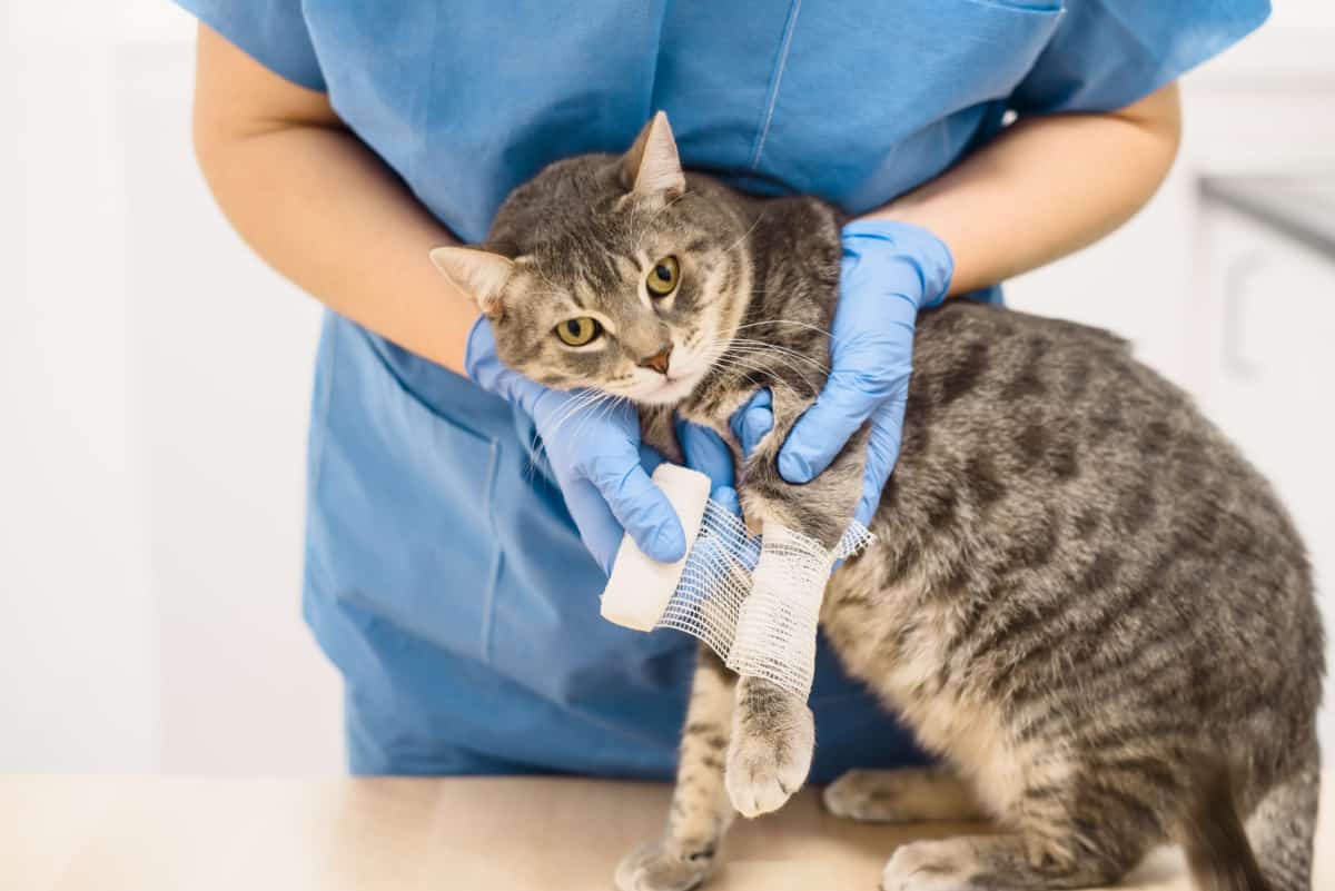 gato con vendaje - primeros auxilios para gatos
