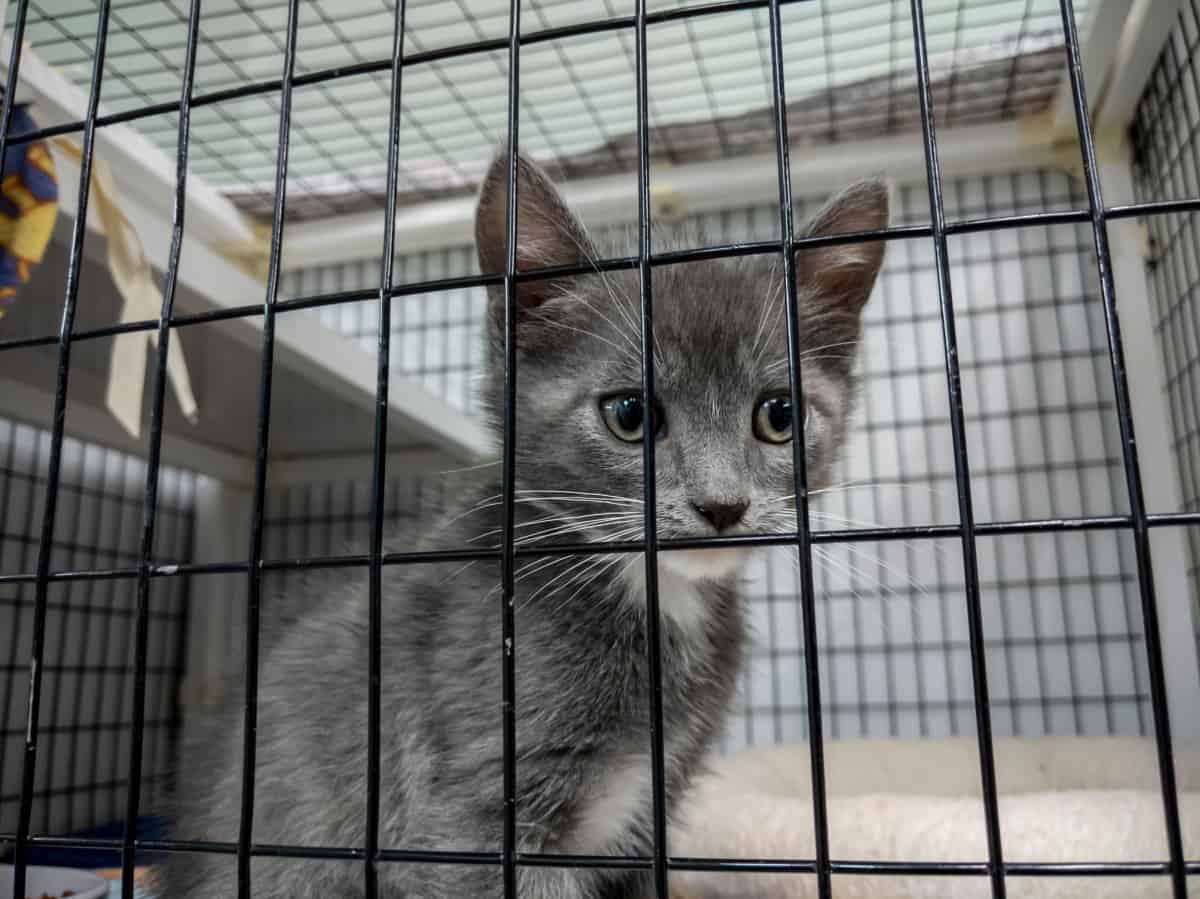 gray kitten staring out of the front of its kennel
