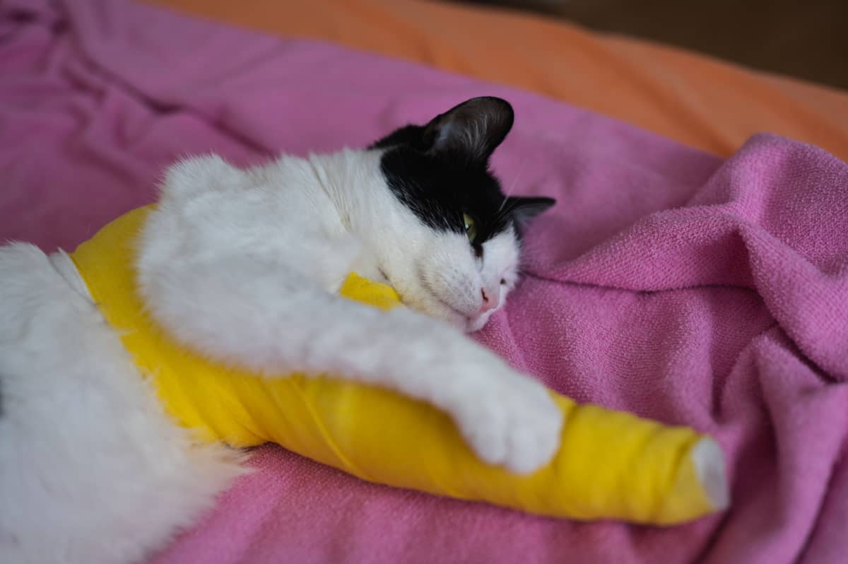 Bandaged injured cat resting in bed