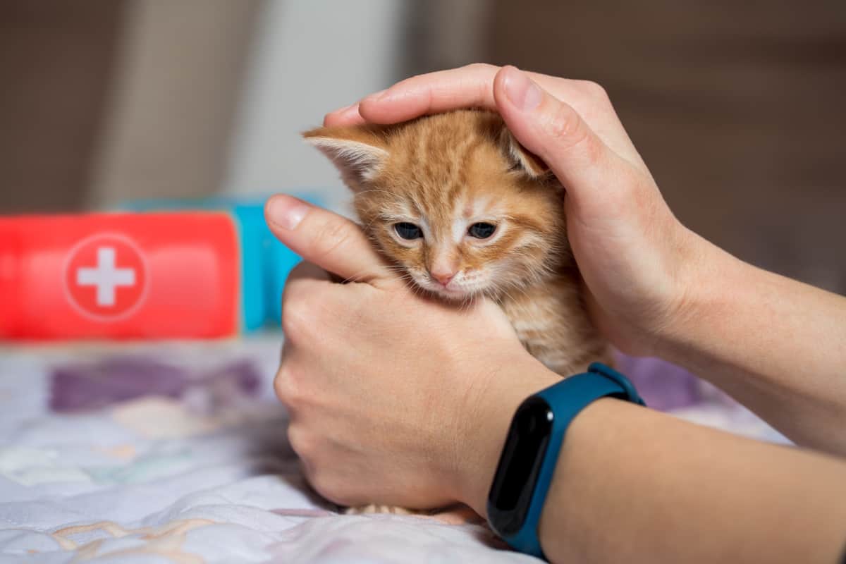 Little ginger kitten got first aid  - first aid for cats