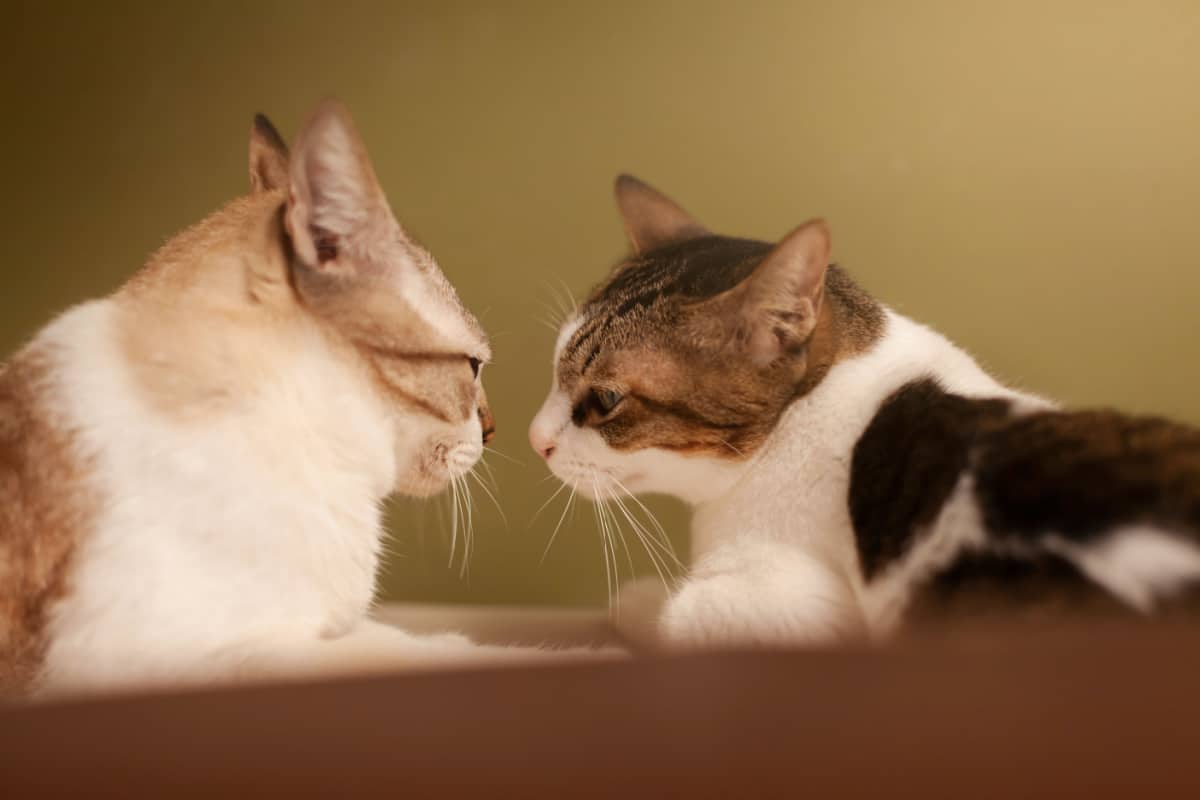 dos gatos se miraron a los ojos: aprenda técnicas efectivas para detener de manera segura una pelea de gatos y prevenir lesiones.  Descubra cómo disipar la agresión y restaurar la paz entre sus compañeros felinos.