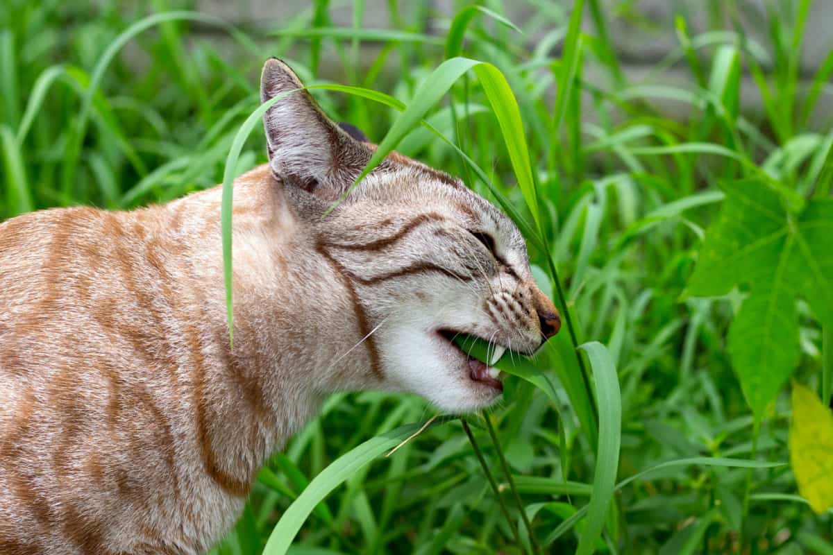 cat is eating grass in the garden