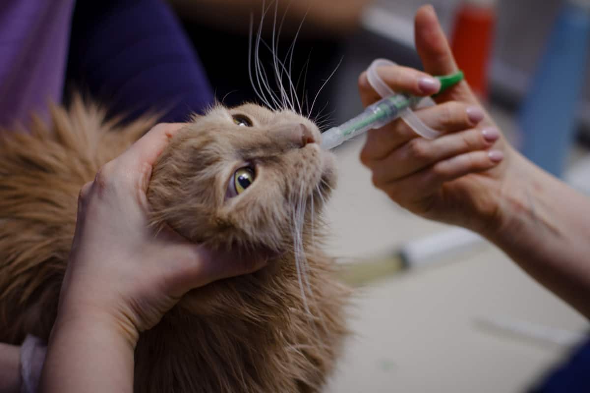 veterinarian opens the cat's mouth with his hand and gives medicine from a syringe