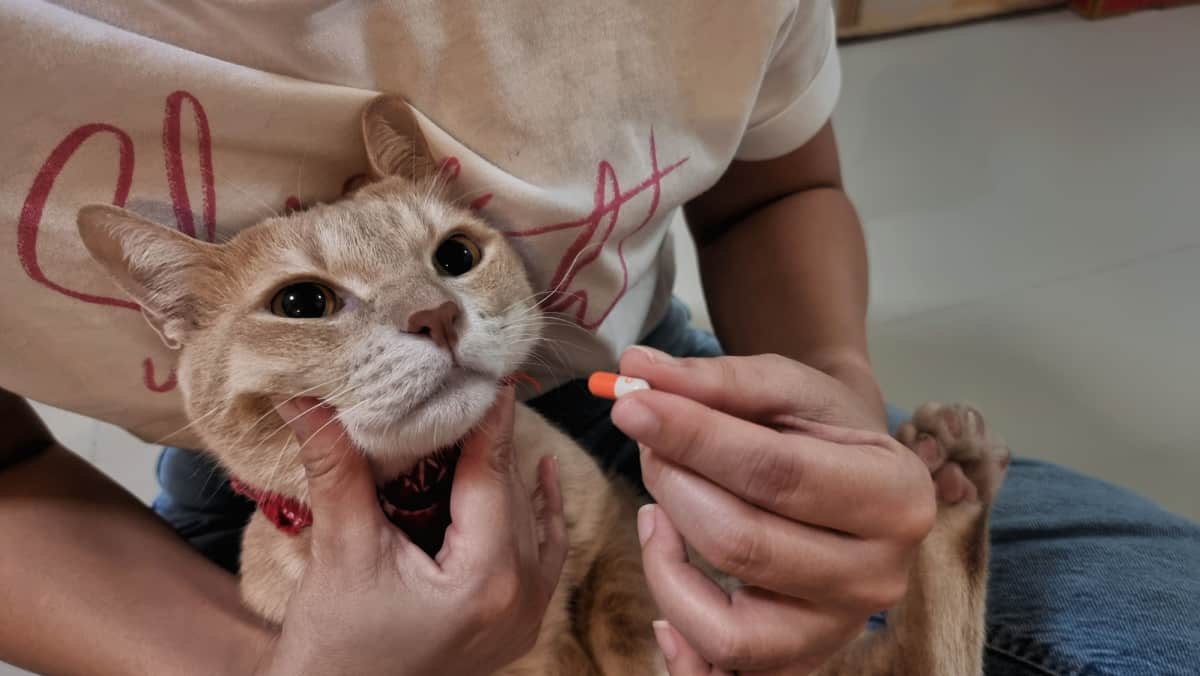 Close up cat's face when owner are giving a pill to adorable young cat by hand