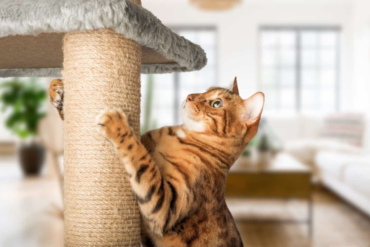 ginger cat scratching post 
