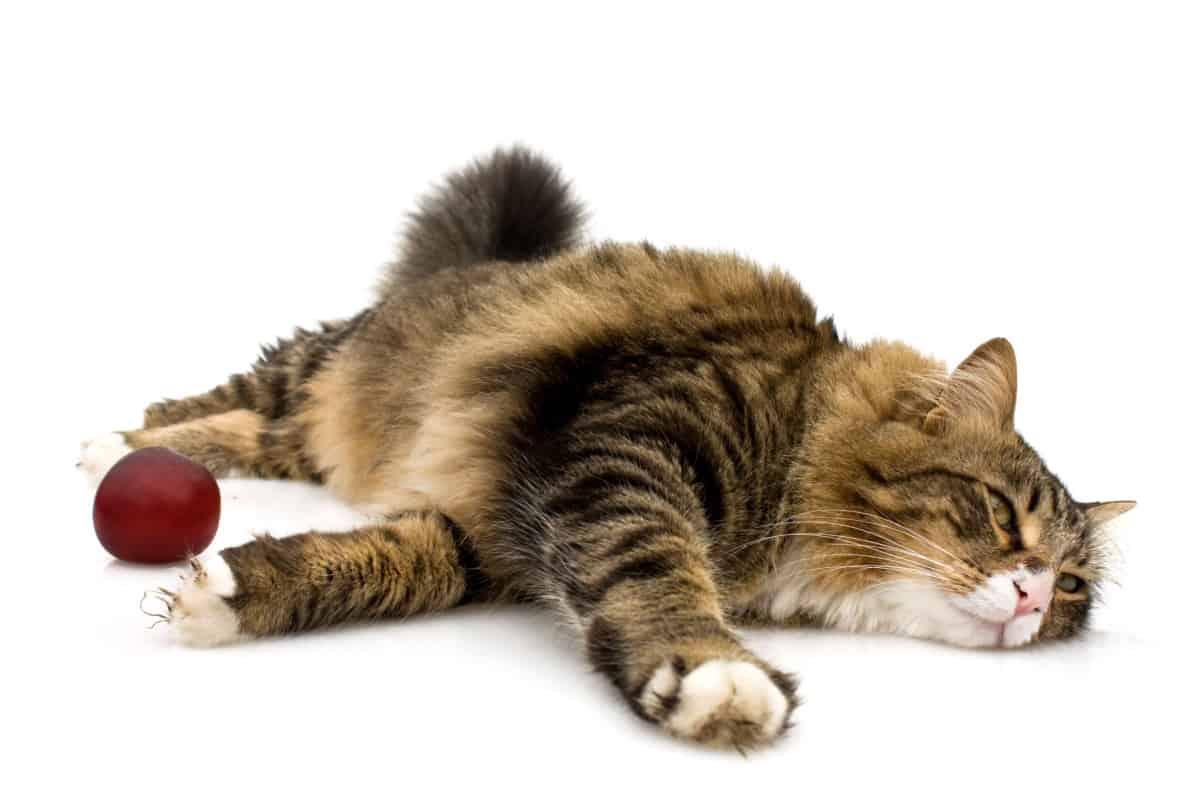 norwegian cat laying on the floor with red ball on the side