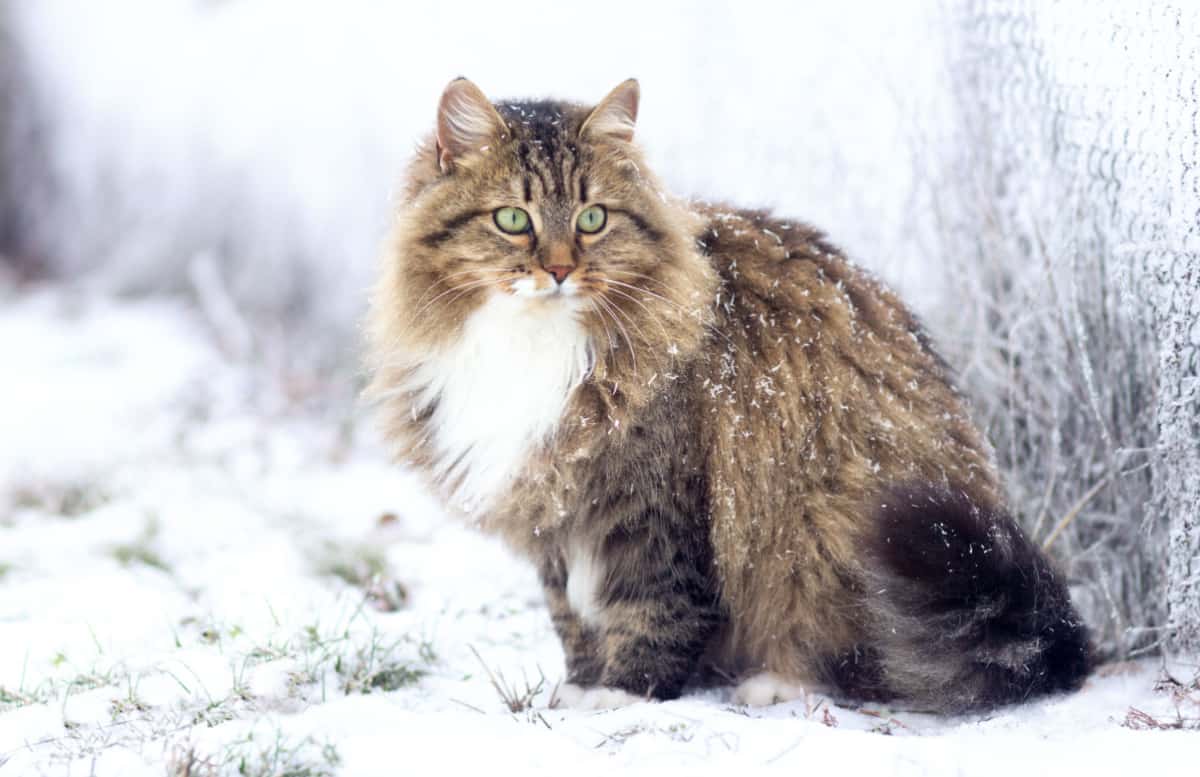 Siberian cat sitting on the snow