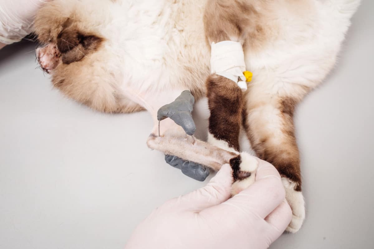 Doctor examining cat's bone