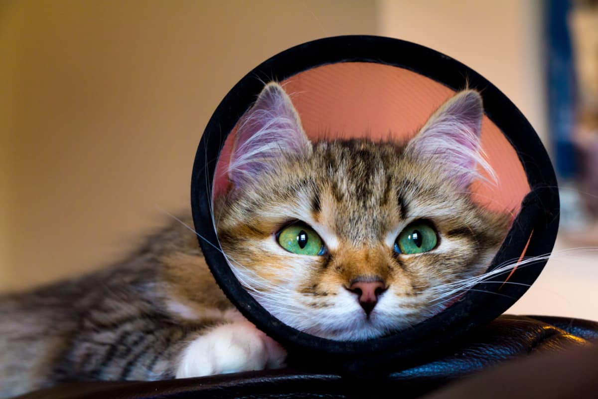 A kitten with a funnel cone post-surgery