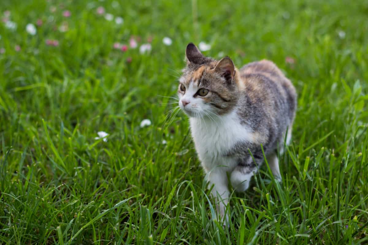 Cat is listening to something, while walking on the meadow