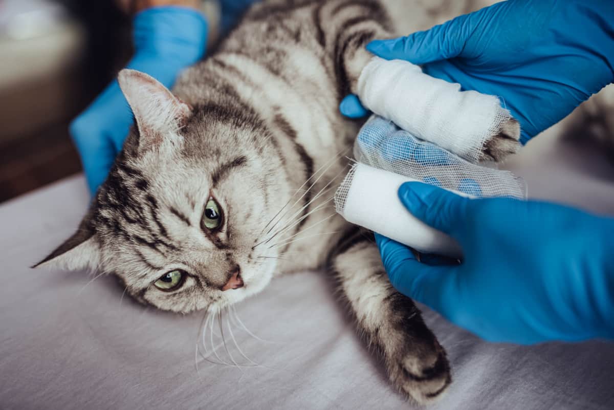 Rewinding cat's paw by bandage