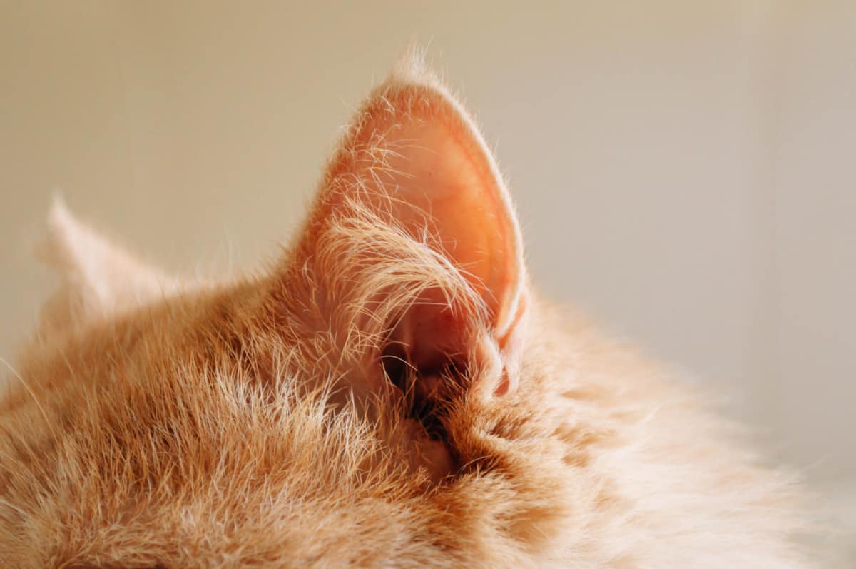 cat ear