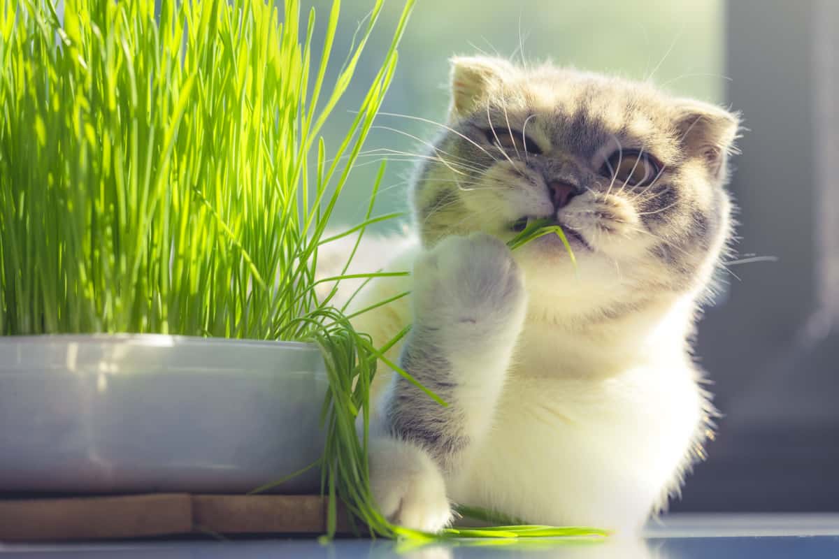 cute kitten with funny face eating organic grass