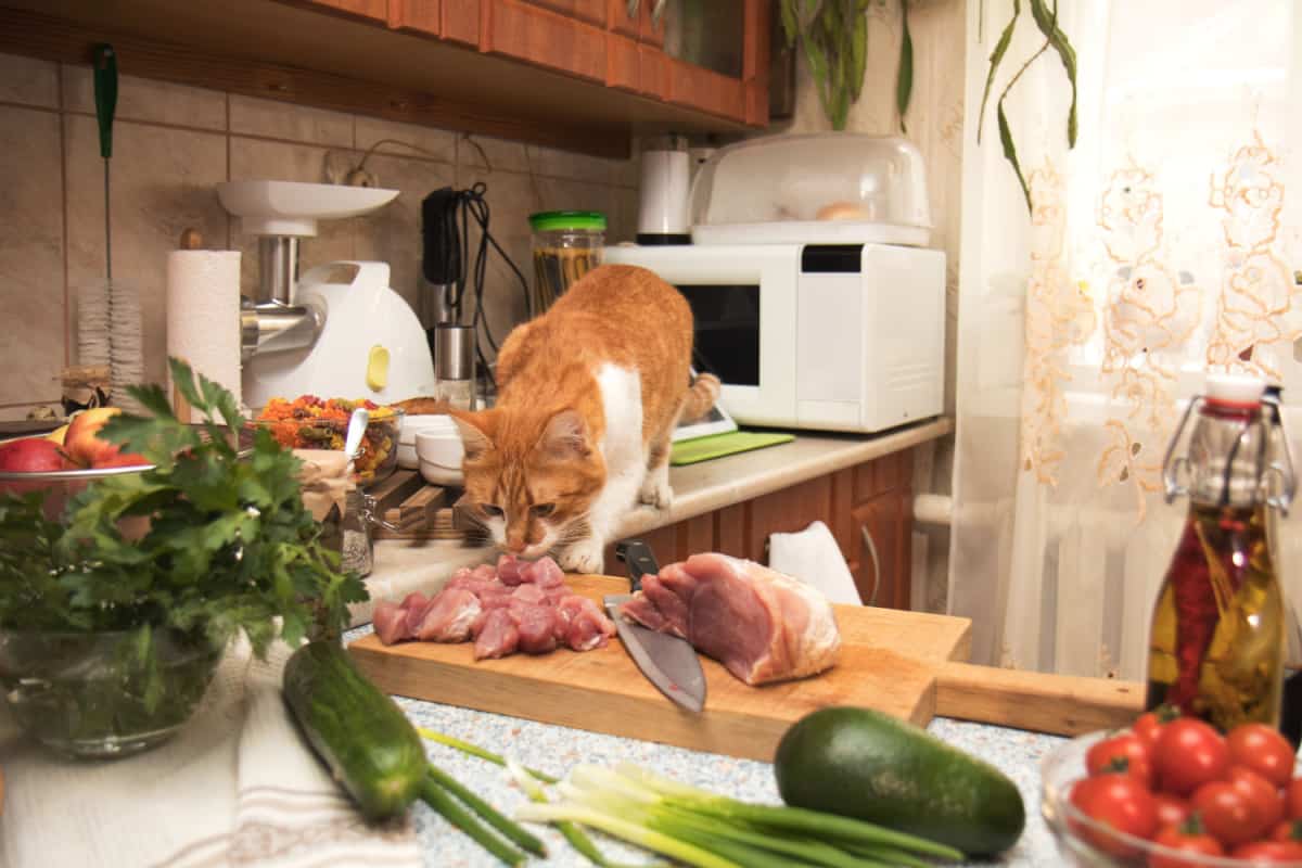 red cat stealing meat from the kitchen table