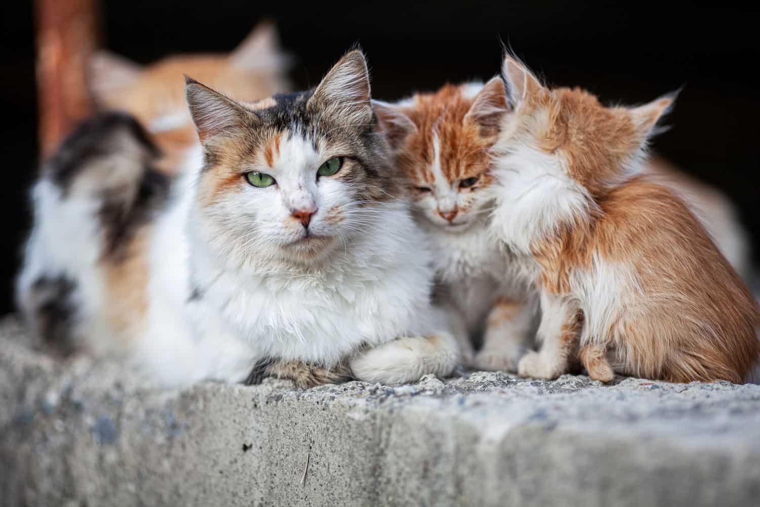 Stray cats on the streets of Cyprus
