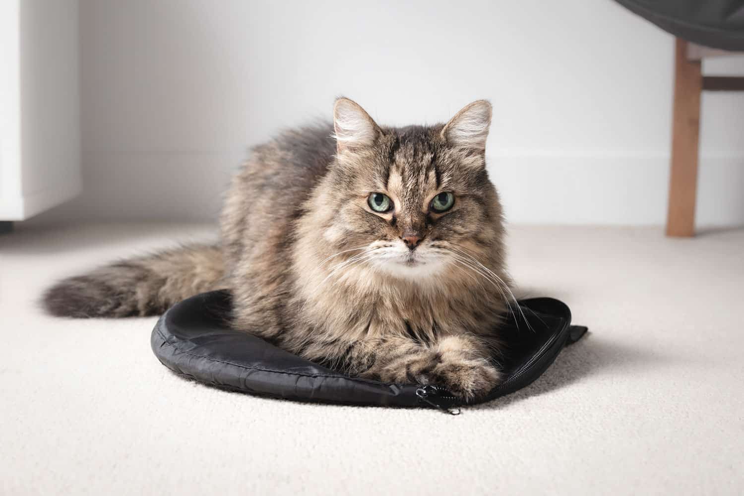 Tabby cat sitting on bag while looking at camera. Cute fluffy cat lying on something on the floor. Concept for why cats lie on everything or sit on things. 16 years old senior cat. Selective focus.
