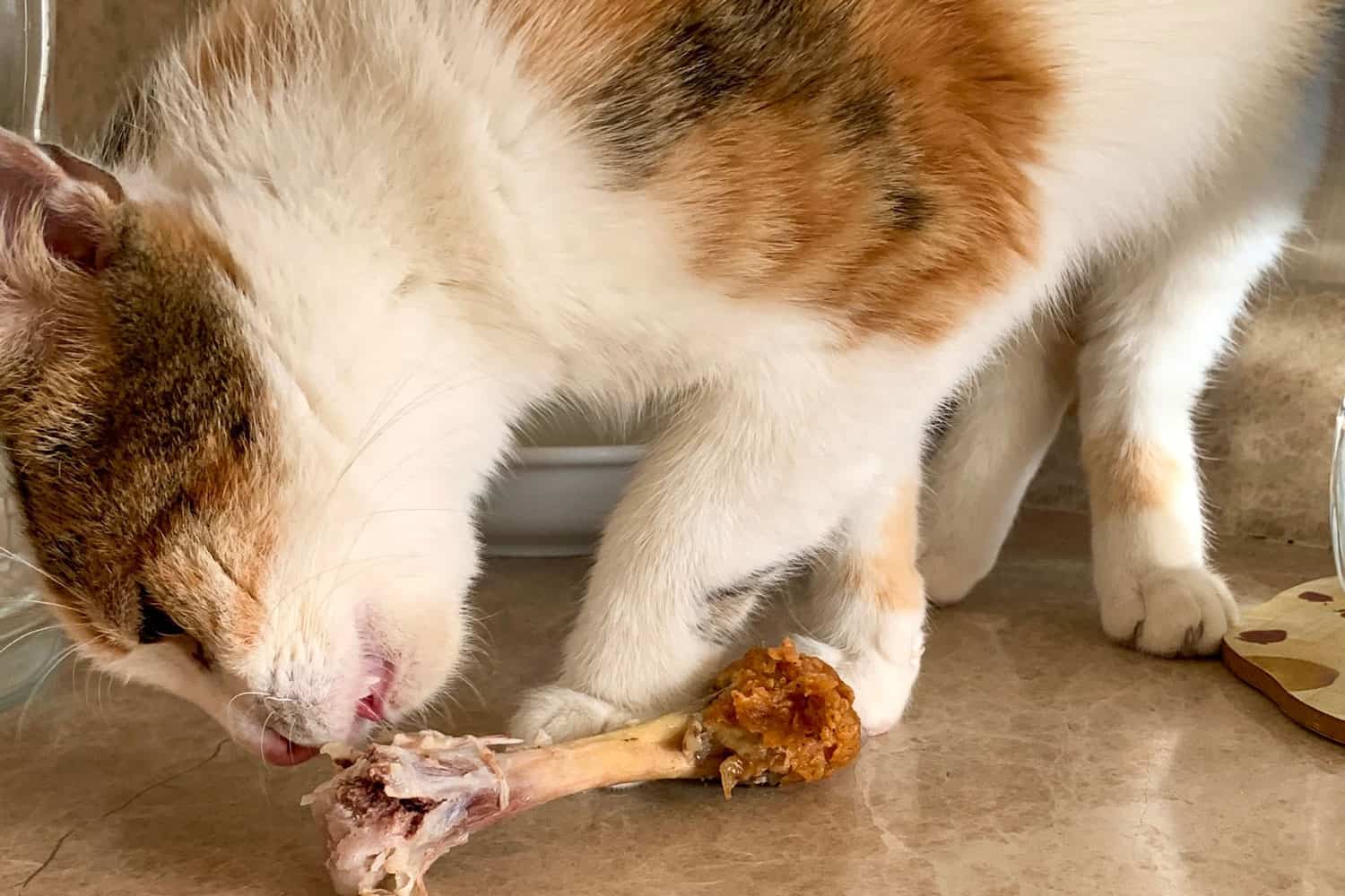 The cat eats a chicken bone on the kitchen counter. The cat's favorite food is chicken legs. A beautiful cat is eating chicken. Delicious chicken legs to eat for the cat.
