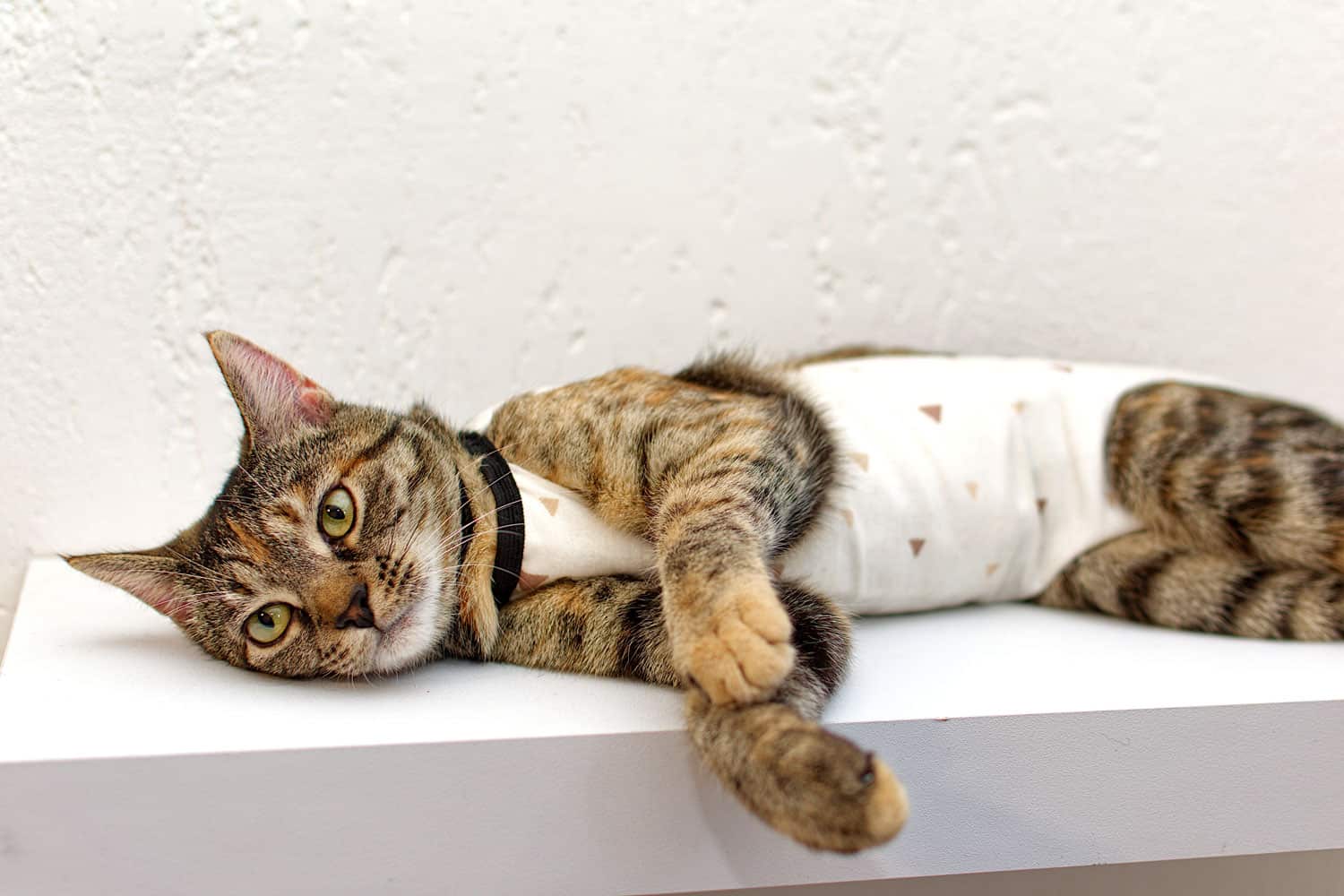 Tabby cat in a medical blanket after surgery. Kitten neutering, protective suit.
