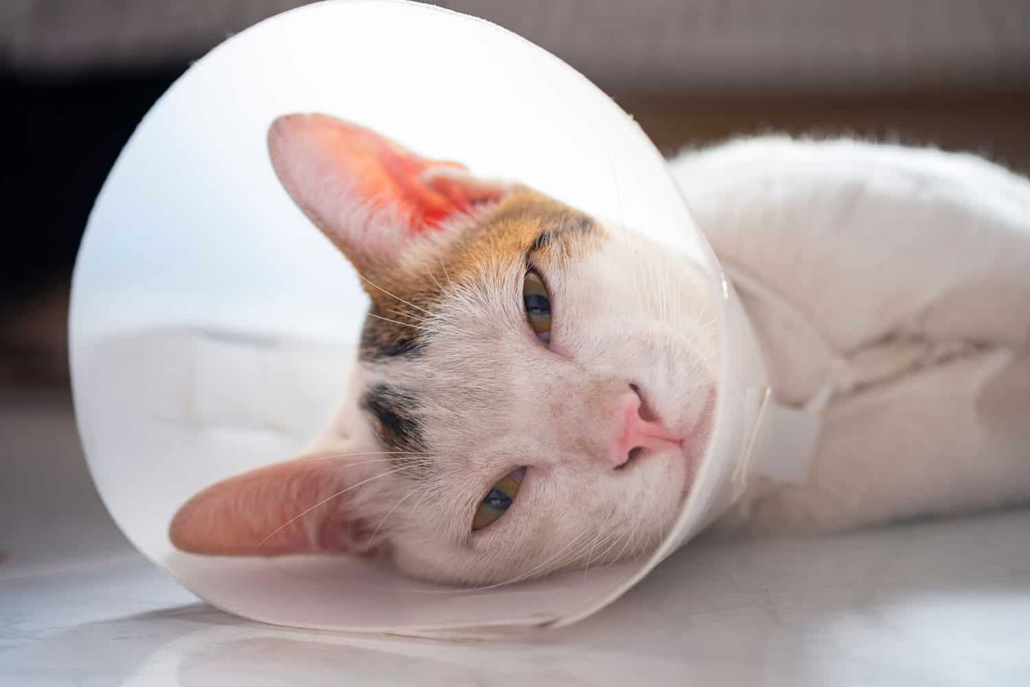 The cat wears a collar to prevent licking the wound after sterilization. Neutering the male cat. Sick cat concept.
