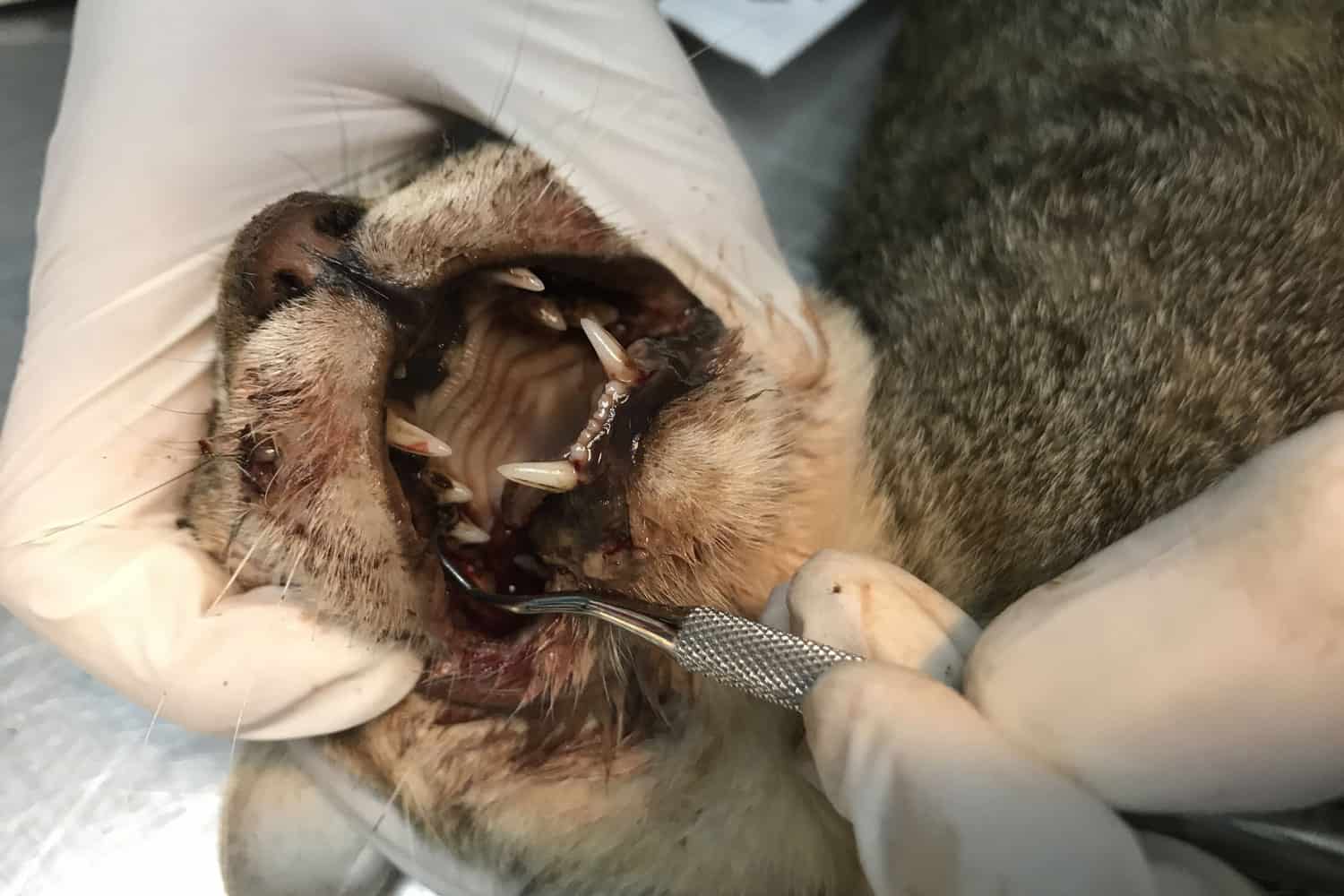 The cat with teeth problem and gingivitis during physical examination at the veterinary clinic

