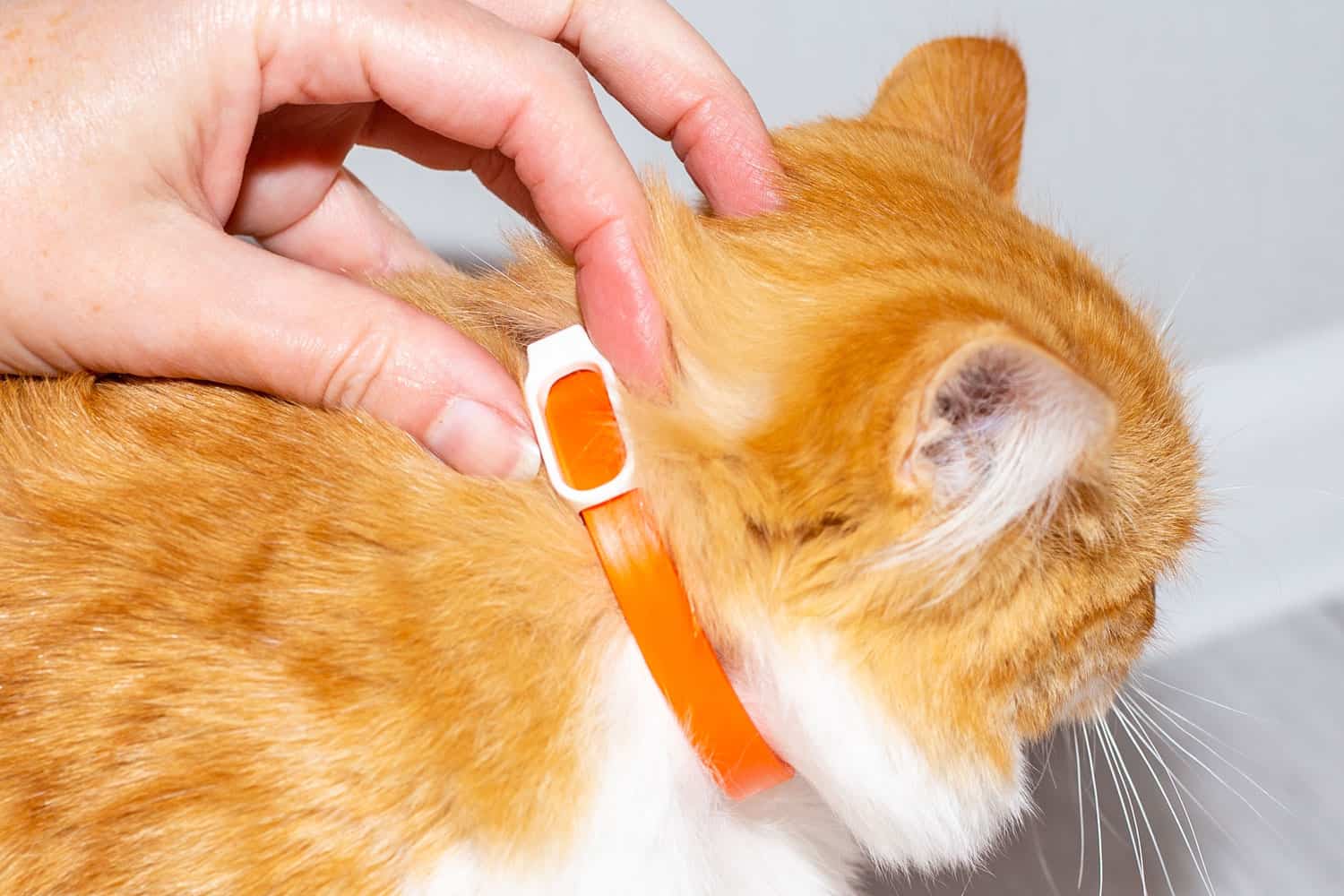 The owner puts a parasite collar on the red kitten. Prevention of parasitic diseases in animals.

