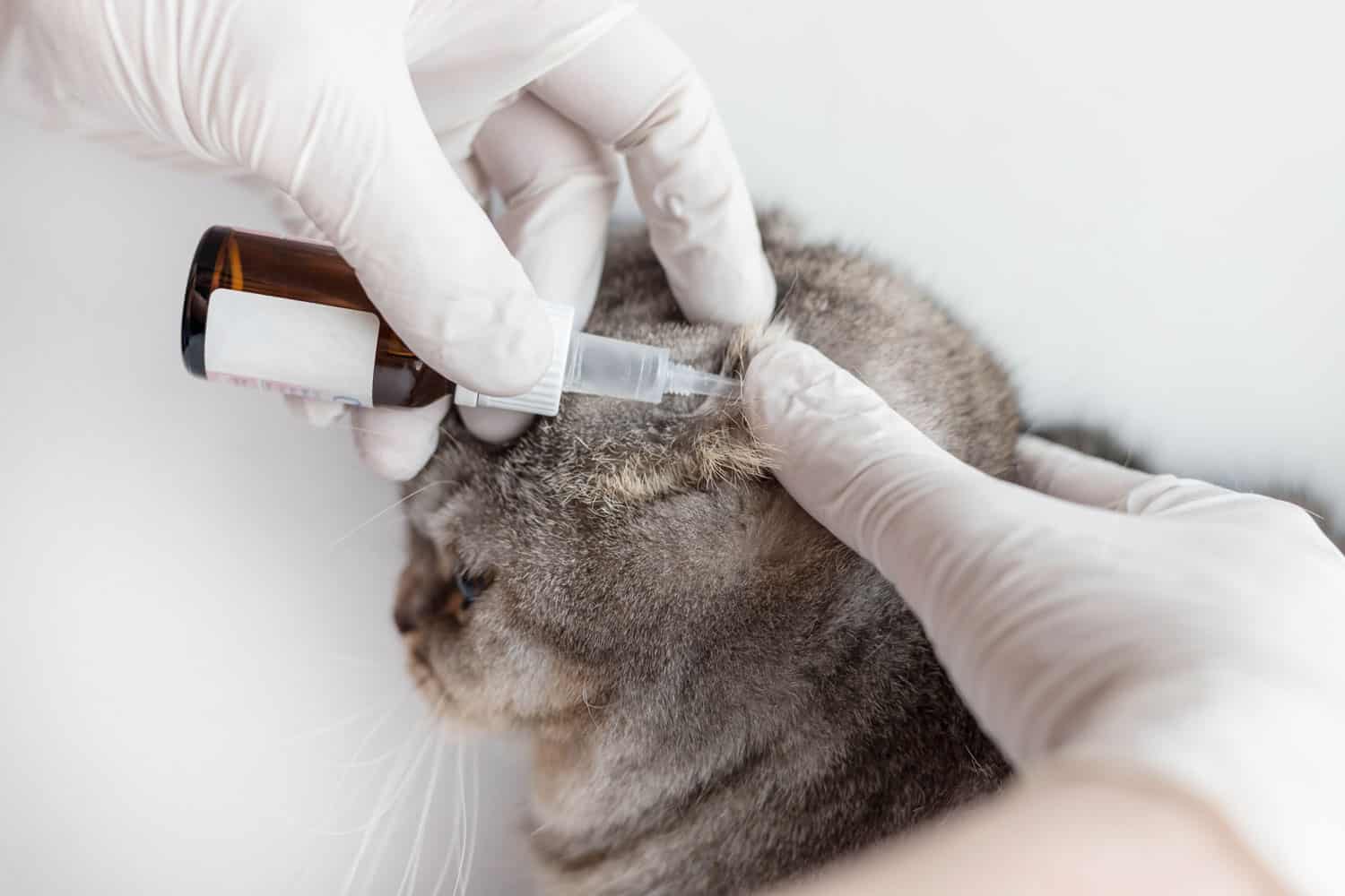 The veterinarian instills special ear drops for animals in the cat's ear. The veterinarian examines the cat. Cat at the vet's appointment. Animal clinic.
