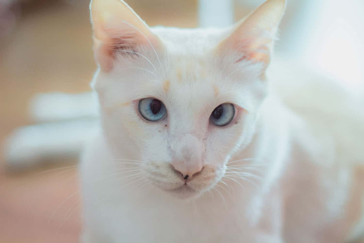 This is a white cat down syndrome. It must be in the home to go out, but it is very lovely.
