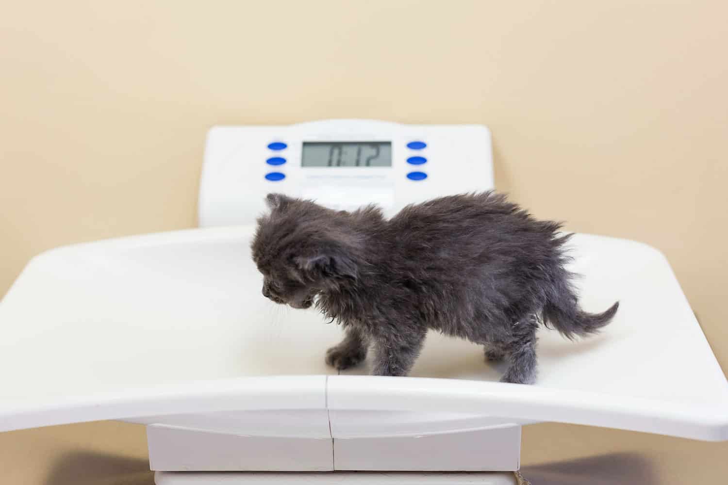 Tiny grey kitten being weighed on white veterinarian scale
