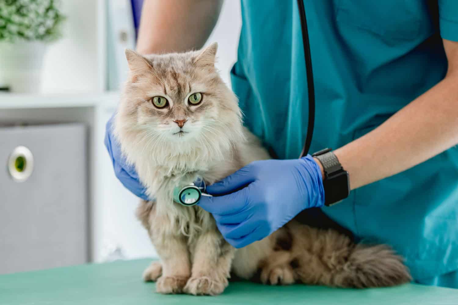 Vet listening fluffy cat using stethoscope during appointment in veterinary clinic
