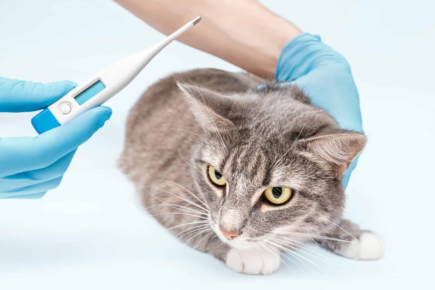 Veterinarian checks the temperature of a domestic cat in the clinic. Infections and pet health. Modern digital thermometer
