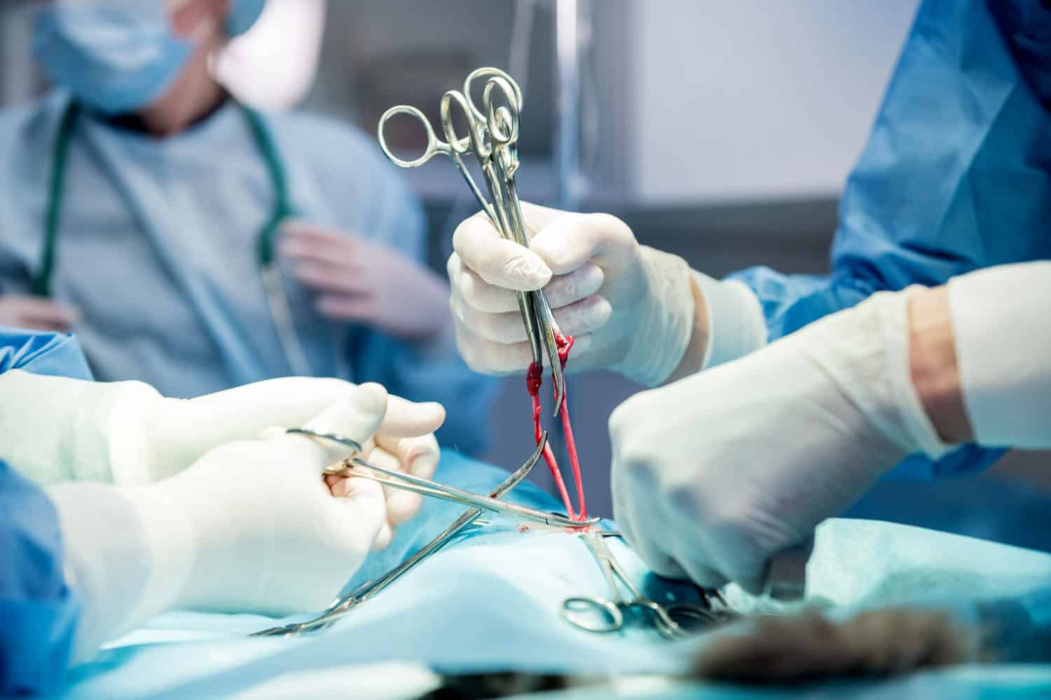 Veterinarian surgeons in operating room doing cat neutering
