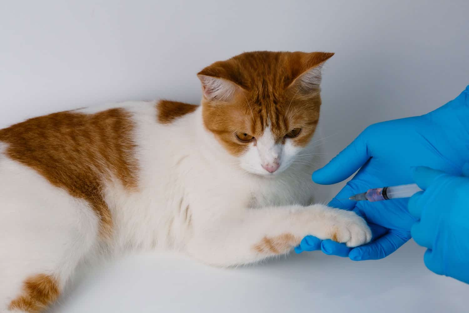 Veterinarians vaccinate an orange cat in the leg area to prevent rabies, leukemia, feline AIDS, and heartworm. at the clinic
