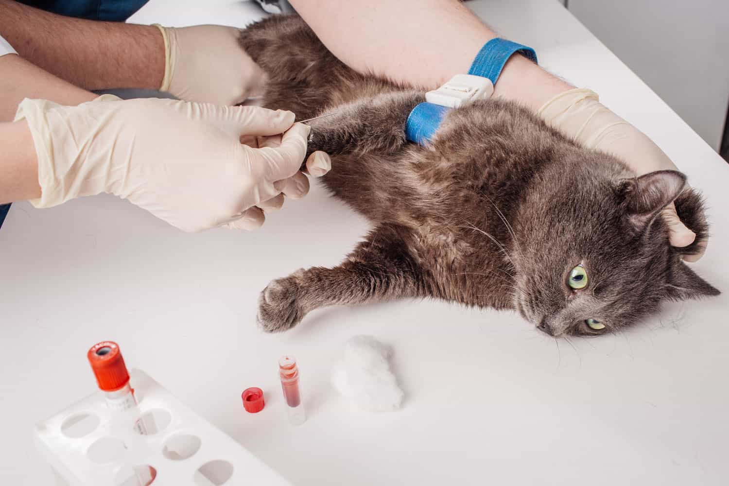Veterinary Blood test. Cat in vetrinary
