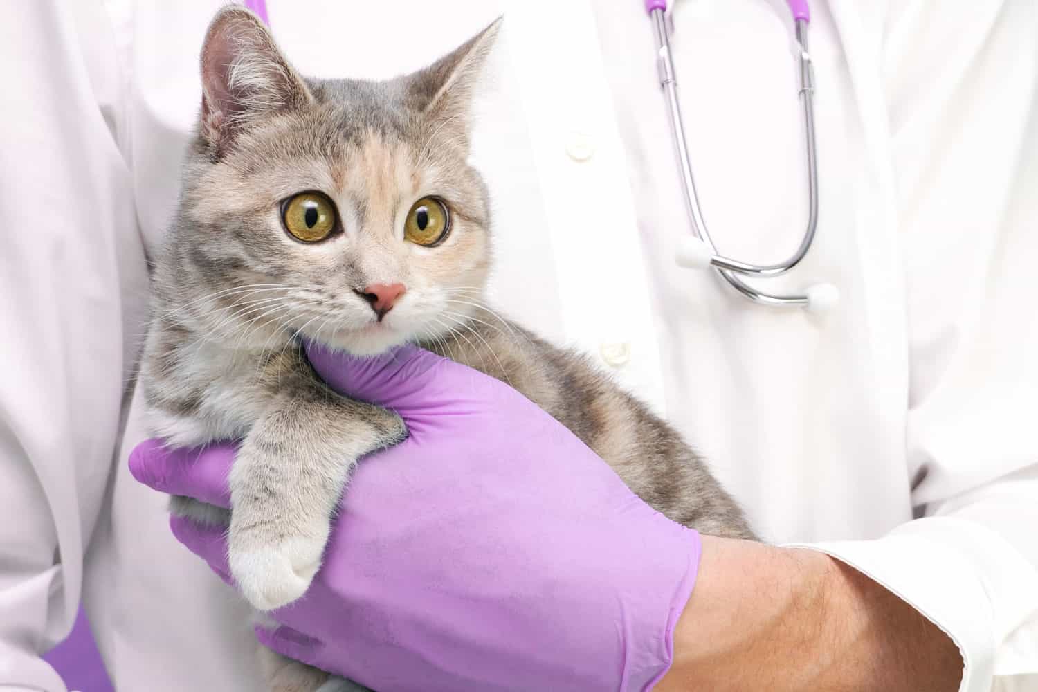 Veterinary examination of the cat. kitten at the veterinarian. Animal clinic. Pet check and vaccination. Healthcare. on a purple background.
