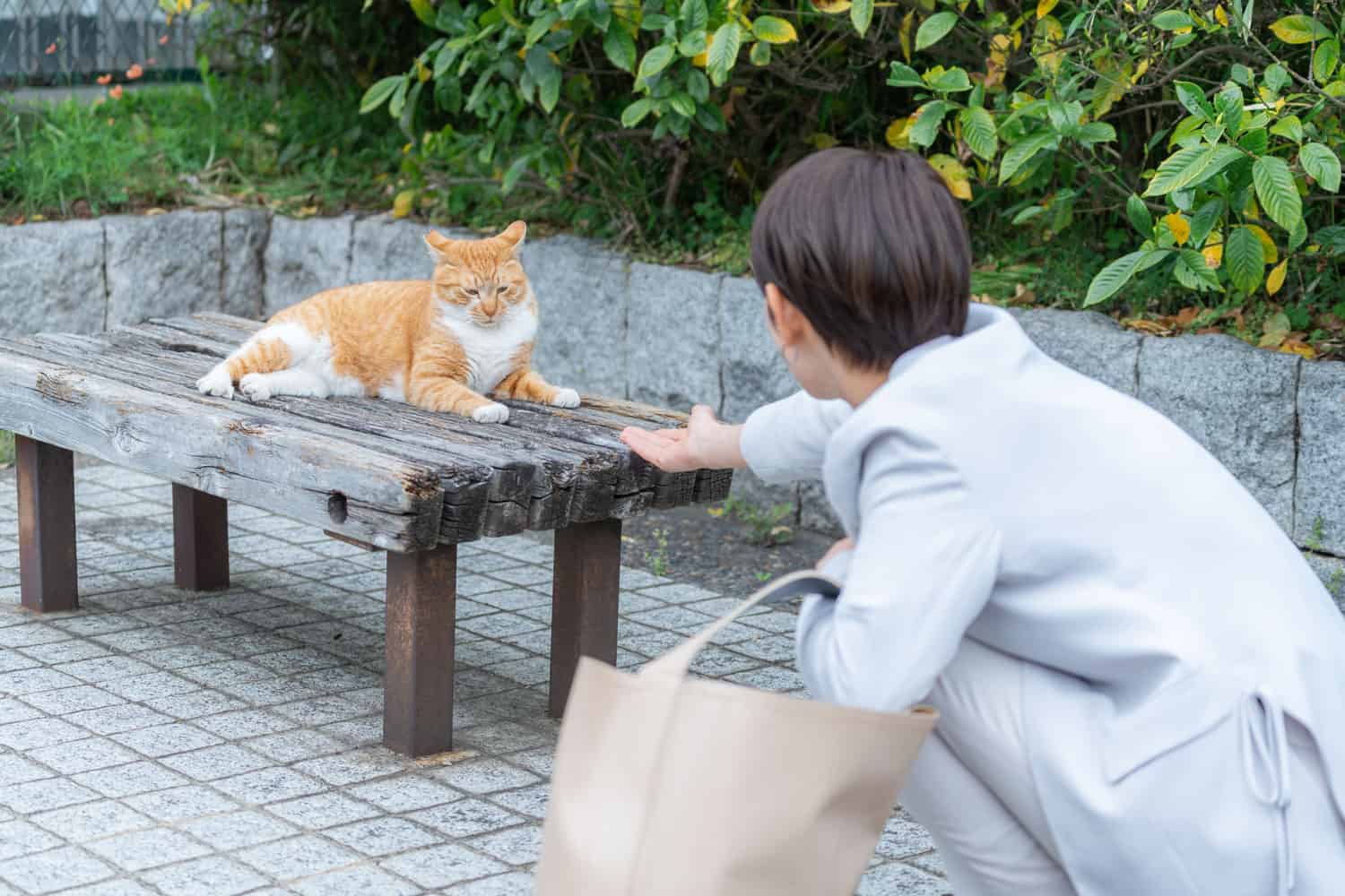 Woman playing with a stray cat
