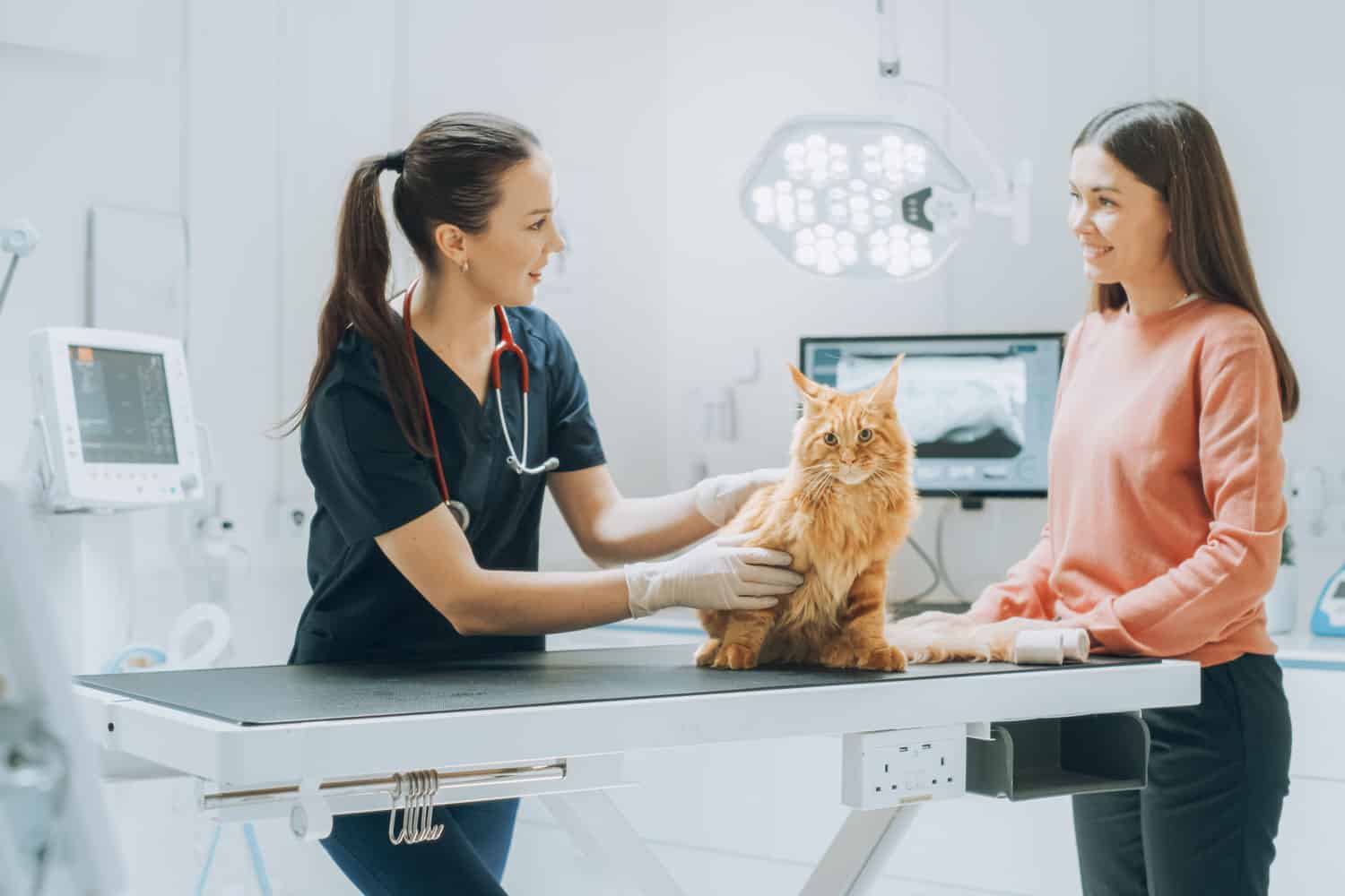 Young Beautiful Female Holding Pet at Doctor's Appointment at a Modern Veterinary Clinic. Red Maine Coon Stands on Examination Table While Female Vet Inspects the Cat

