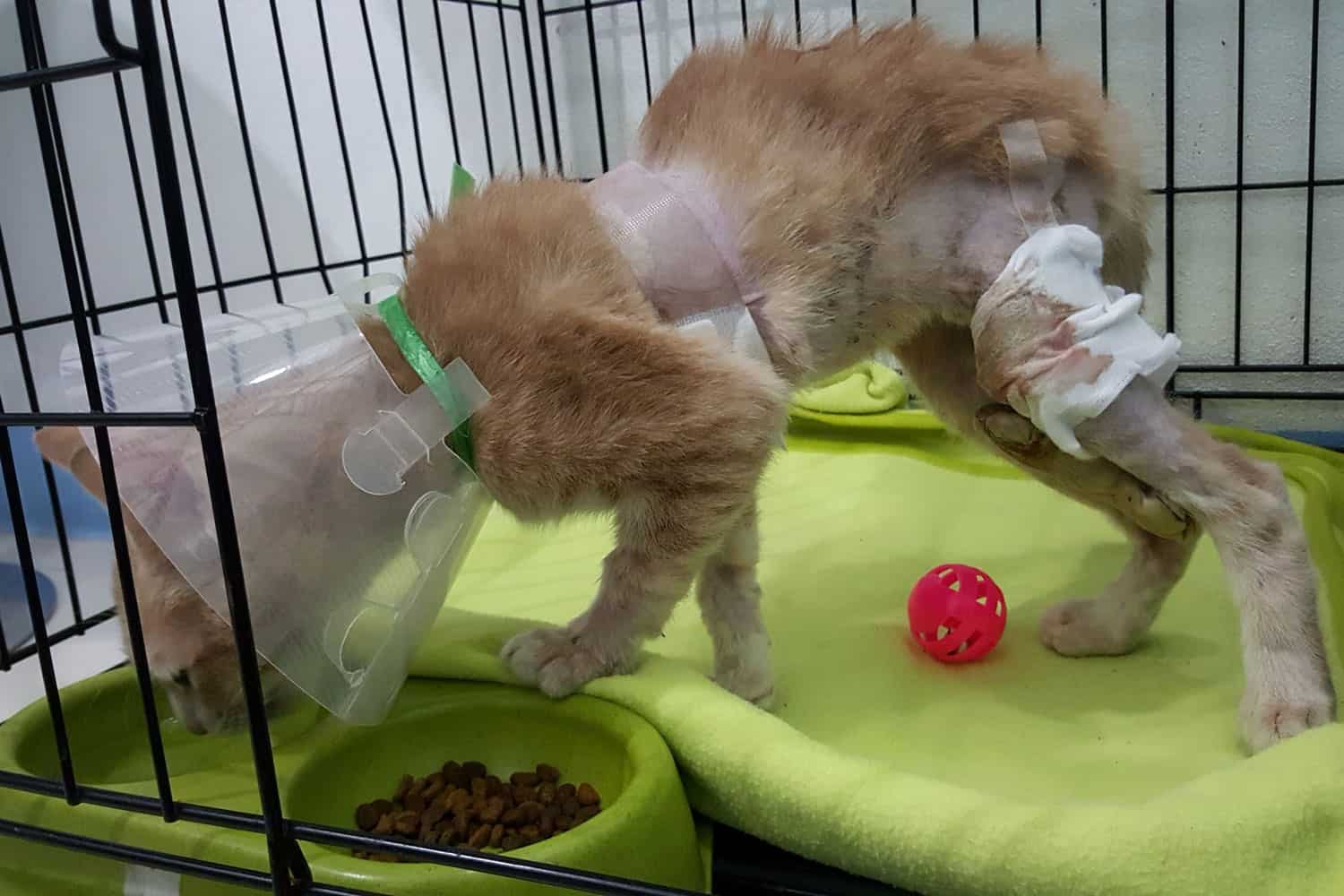 a poor cat with wound on chest and leg from dog attack.A ginger cat wearing buster collar drinking water in the pet bowl inside the cage at pet hospital.
