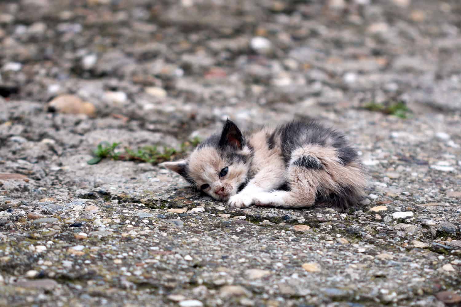 abandoned kitten lying on the ground
