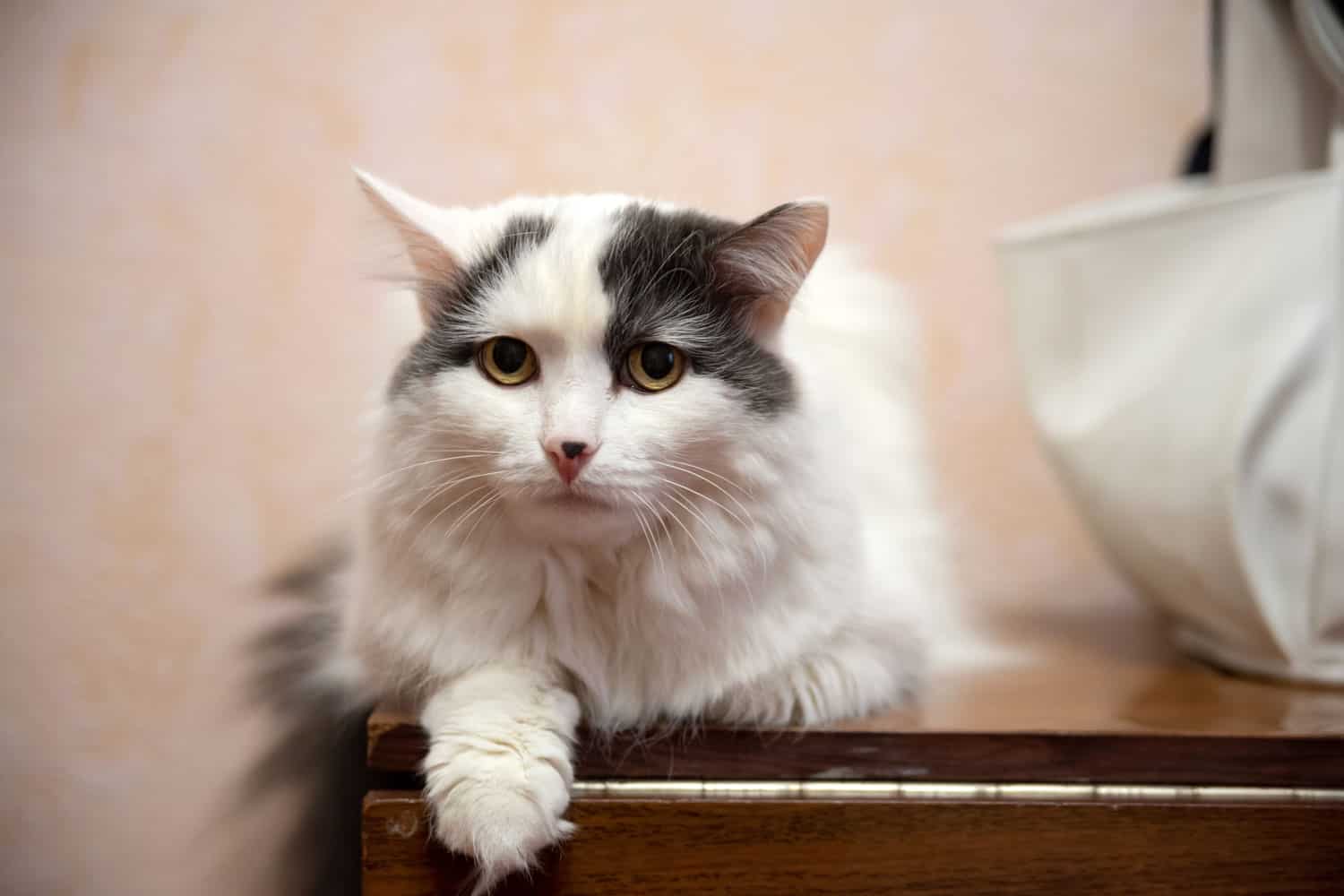 an old white long-haired cat looks sadly at the camera in an old apartment
