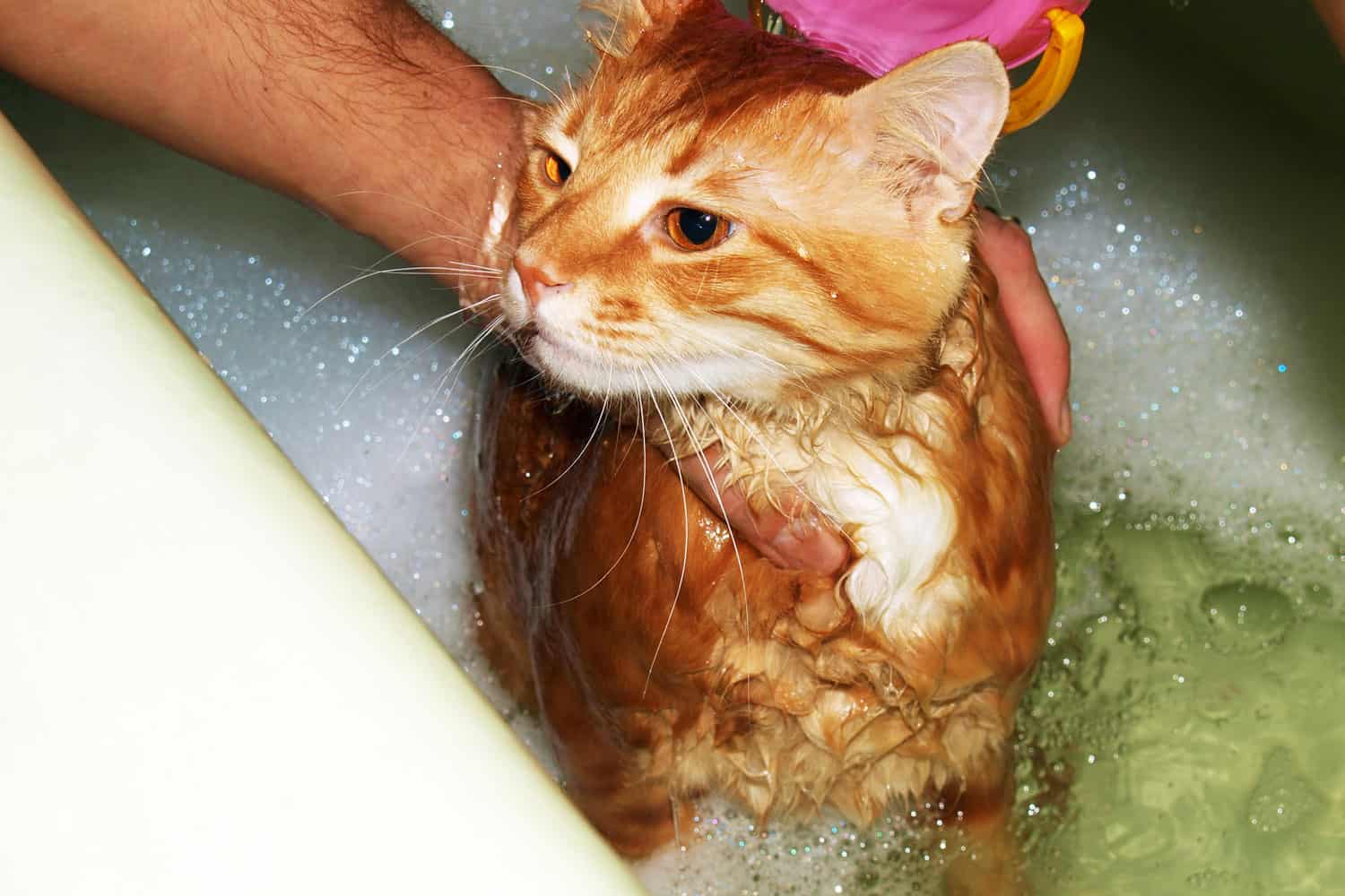cat in the water,wash the cat in the bathroom
