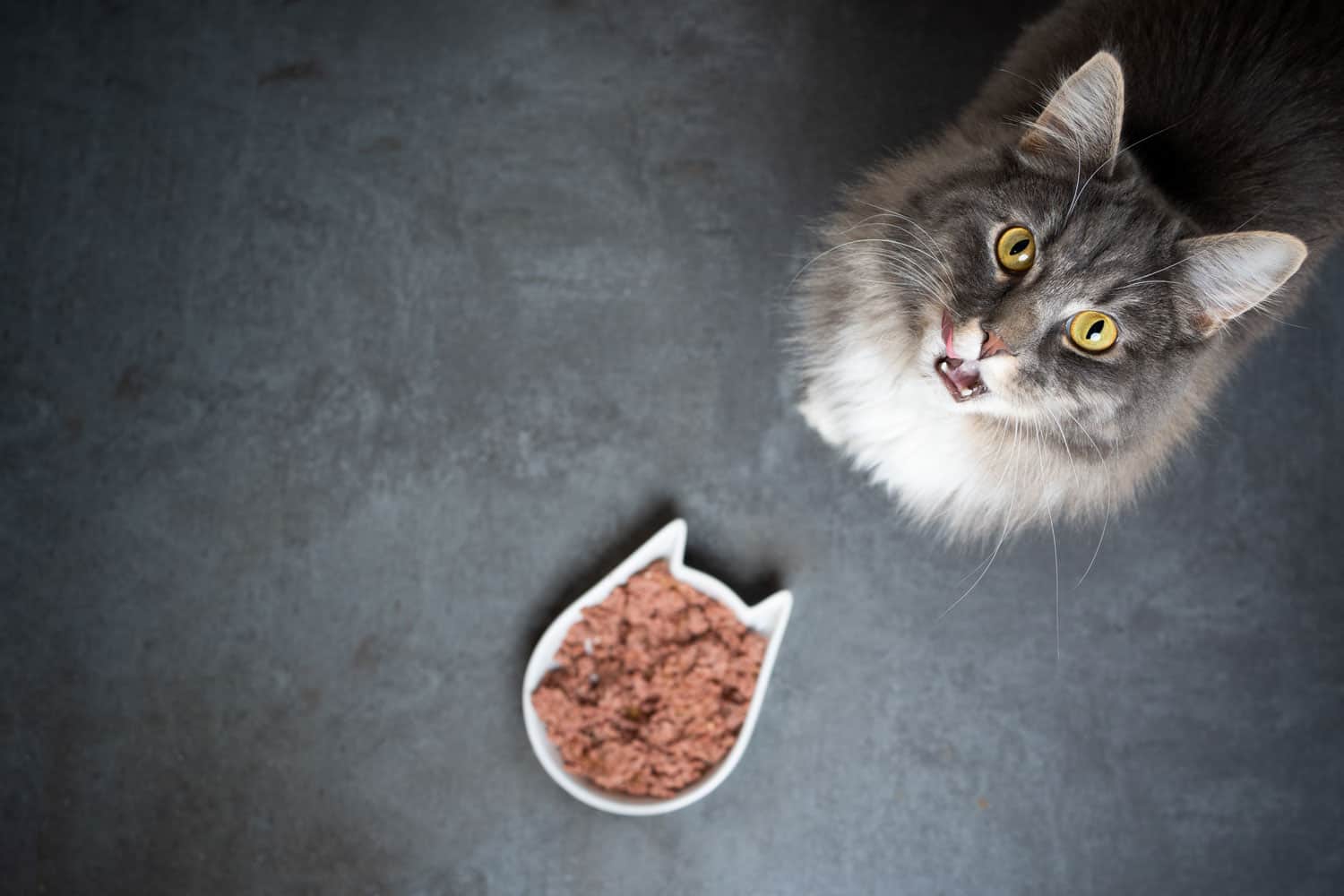 high angle view of a cute blue tabby maine coon cat standing next to feeding dish with wet pet food looking up at camera meowing