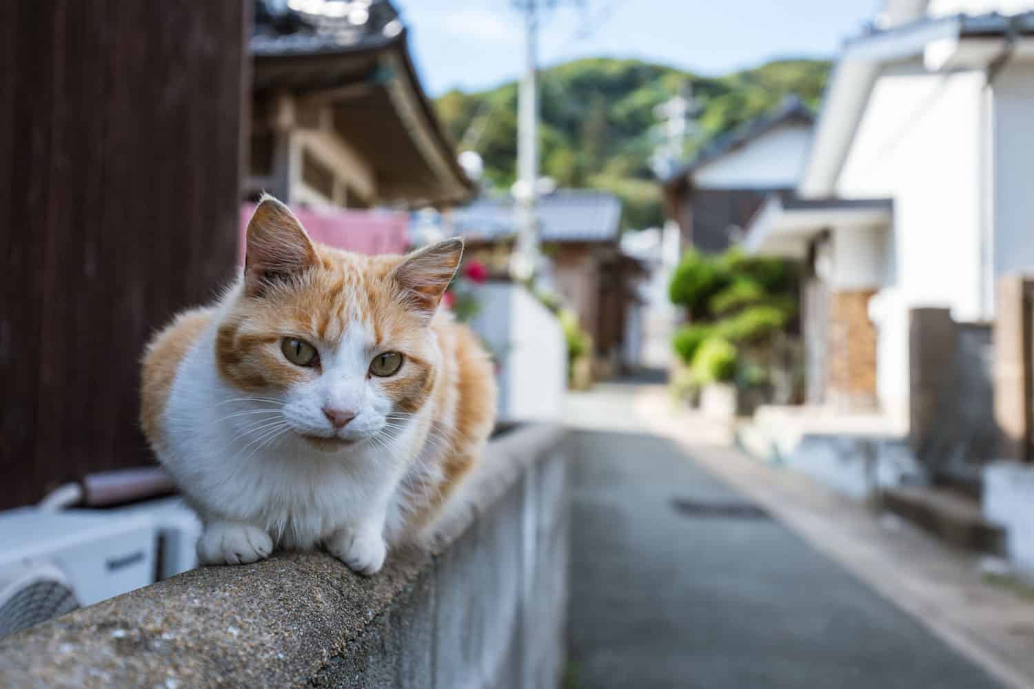 japan island town backstreet cat
