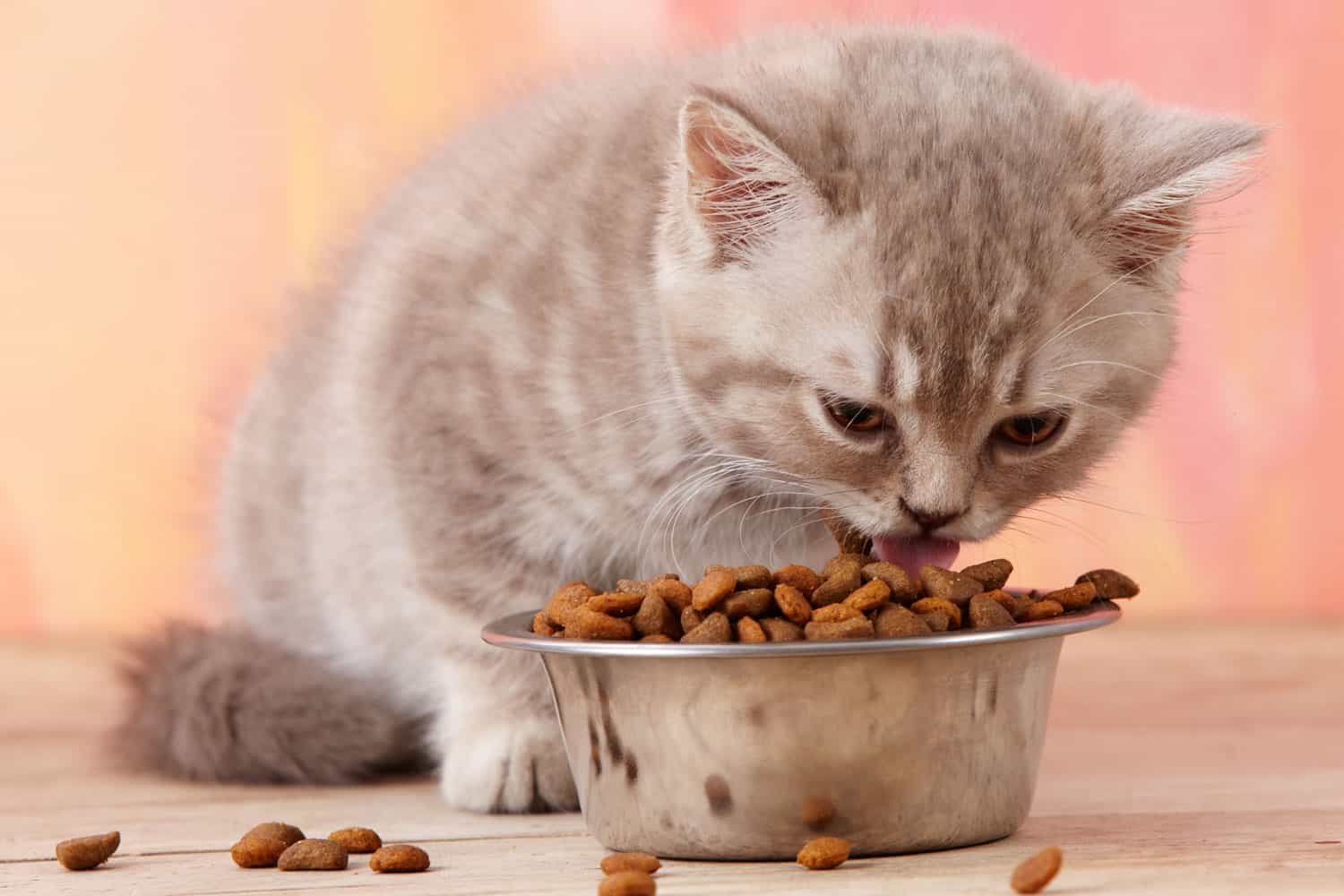 kitten eating
