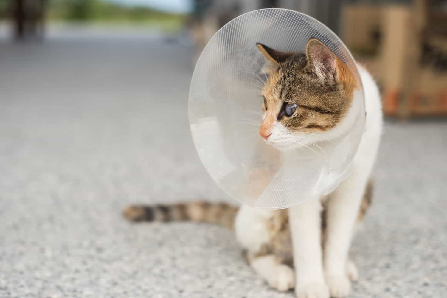 The cat wears a collar to prevent licking the wound after