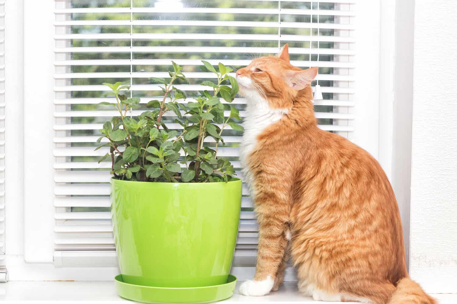 mint plant and cat