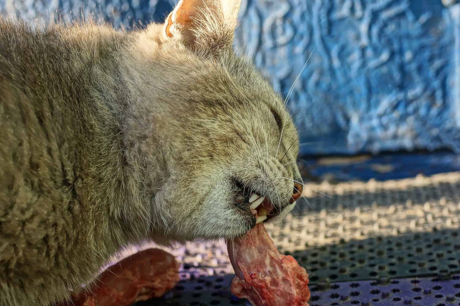 one big gray cat eating a bone with red meat
